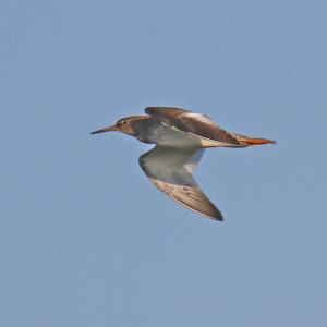 0O5A1775-Redshank