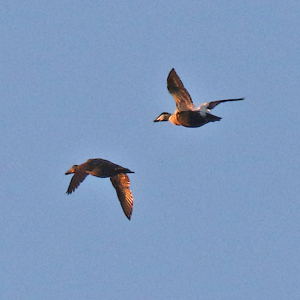 0O5A2868a-Eider