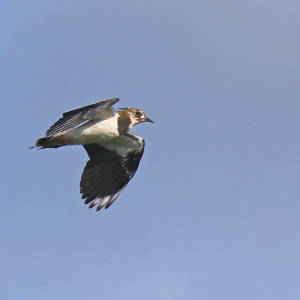 0O5A3200-Lapwing