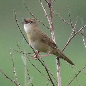 0O5A3294-Grasshopper-Warbler