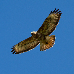 1_Buzzard-Mike-Wormall