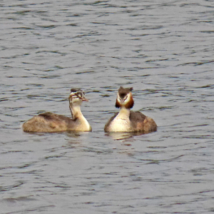 1_IMG_2592a-Great-Crested-Grebes