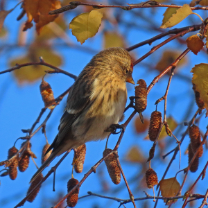 1_IMG_3578a-Lesser-Redpoll