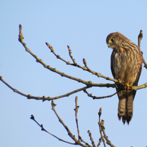 Kestrel
