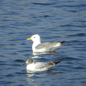 Kittiwake