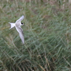 Arctic-Tern-Juv-JV