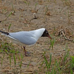 BHGull-Mike-Wormall