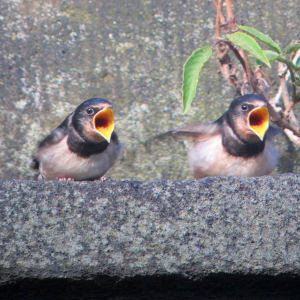 Swallow