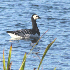 Barnacle-Goose-Peter-Smith