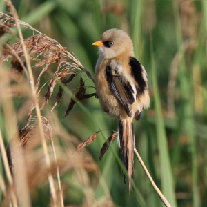 Bearded-Reedling-2