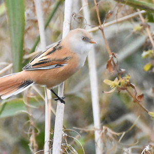 Bearded-Reedling-female-MC