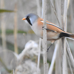 Bearded-Reedling-male-MC