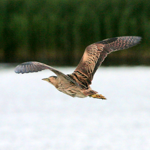 Bittern