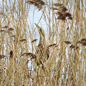 Bittern