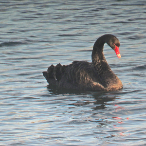 Black Swan