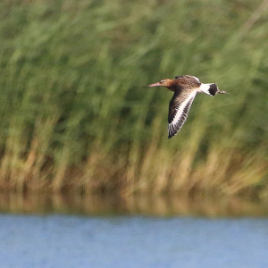 Black-tailed-Godwit-NH