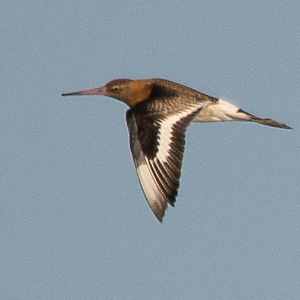 Black-tailed-Godwit-RJP
