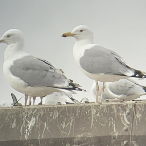 Caspian-Gull-MC