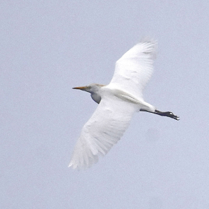 Cattle-Egret-Miles-Cluff