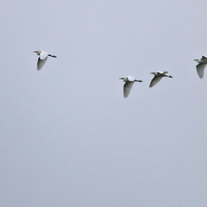 Cattle-Egrets-Neil-Hodgkinson-2