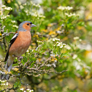 Chaffinch-Mike-Wormall