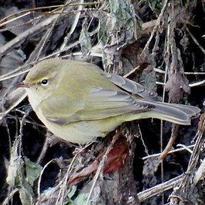 Chiffchaff