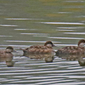 Common-Scoter-2