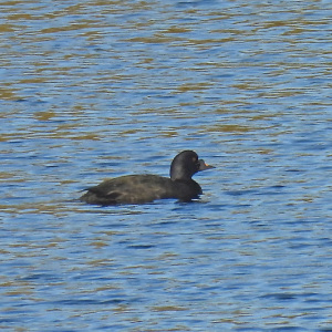 Common-Scoter-John-Elwell