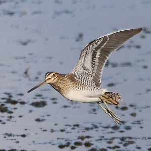 Common-Snipe