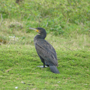 Cormorant
