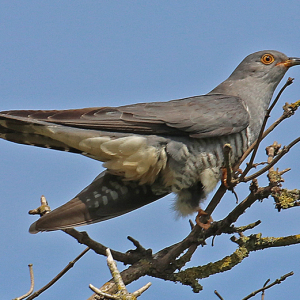 Cuckoo-Nick-Pearce