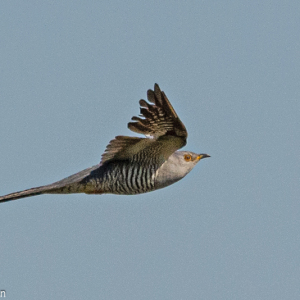 Cuckoo