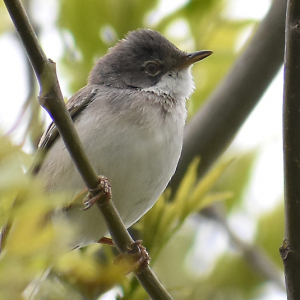 DSC_0013-Lesser-Whitethroat