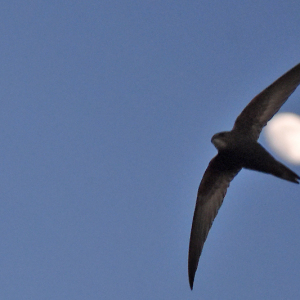 DSC_0021-Swift-RJP