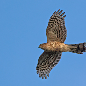 DSC_0131-Sparrowhawk