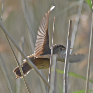 DSC_0496-Reed-Warbler