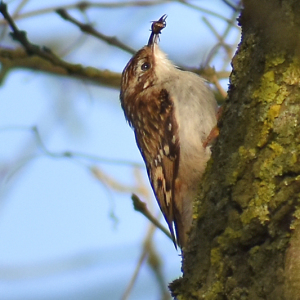DSC_0539-Treecreeper