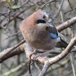 DSC_0596-Jay