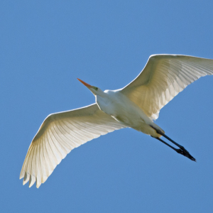 DSC_0898a-Great-White-Egret