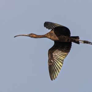 DSC_0919-2