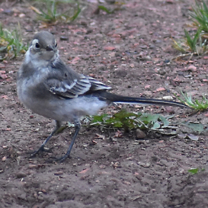 DSC_1029-Pied-Wagtail