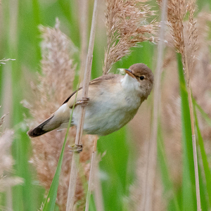 DSC_1246-Reed-Warbler