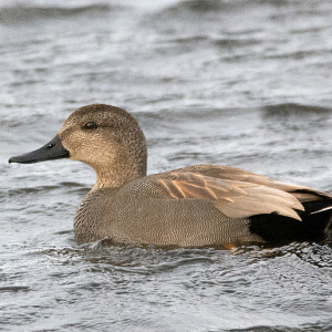 DSC_4770-Gadwall