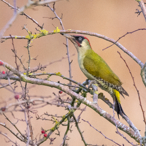 DSC_4780-Green-Woodpecker