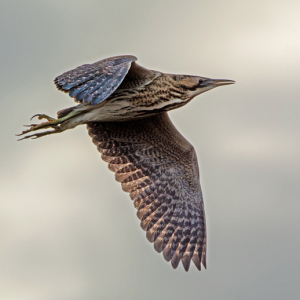 DSC_4789-Bittern
