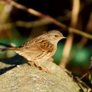 Dunnock