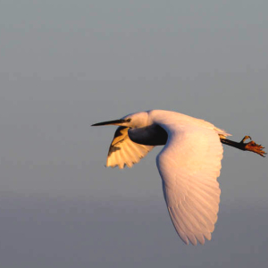 Little Egret