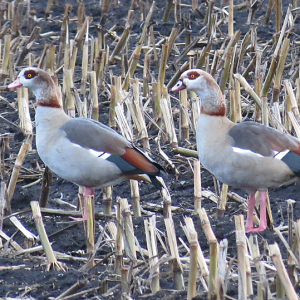 Egyptian Geese