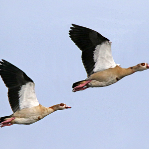 Egyptian-Goose