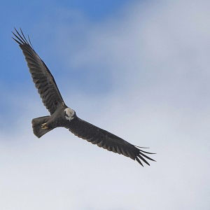 Female-Marsh-Harrier-1-MC